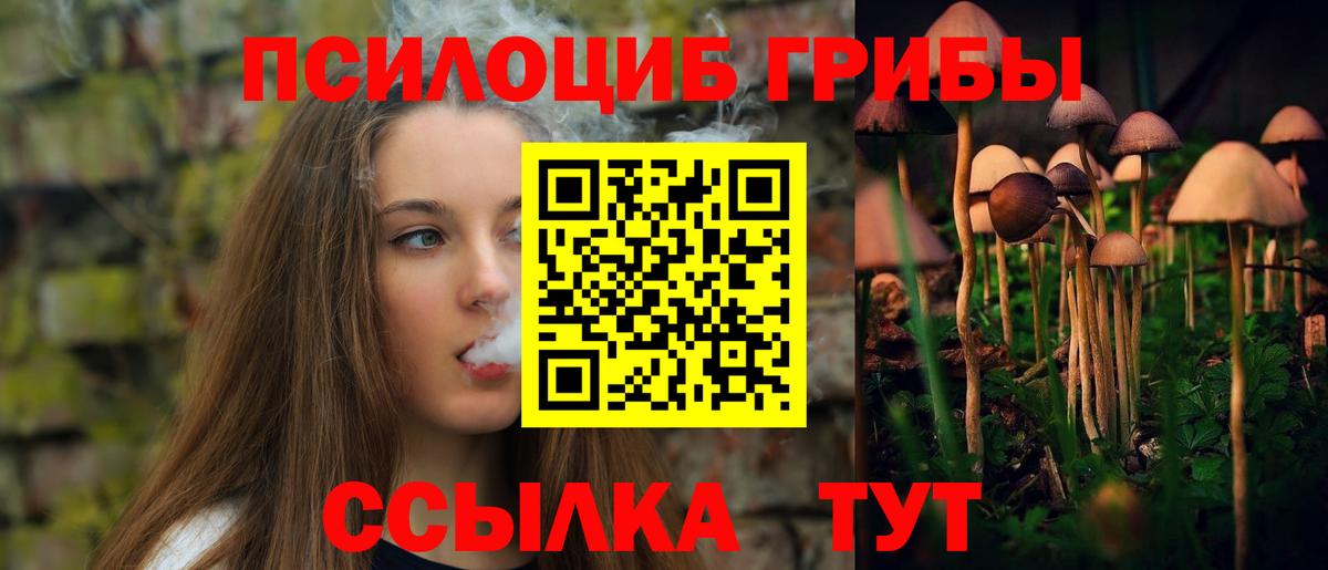 Курчатов  Галлюциногенные грибы Psilocybine cubensis  Вход с VPN 